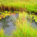 Protection Of Wetlands And Sensitive Water Bodies Under Local Authorities