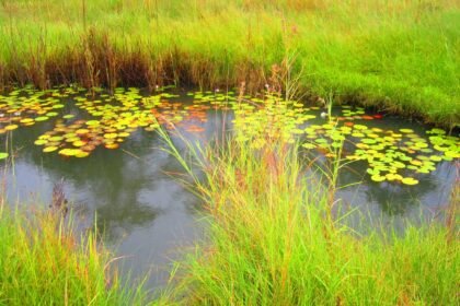 Protection Of Wetlands And Sensitive Water Bodies Under Local Authorities
