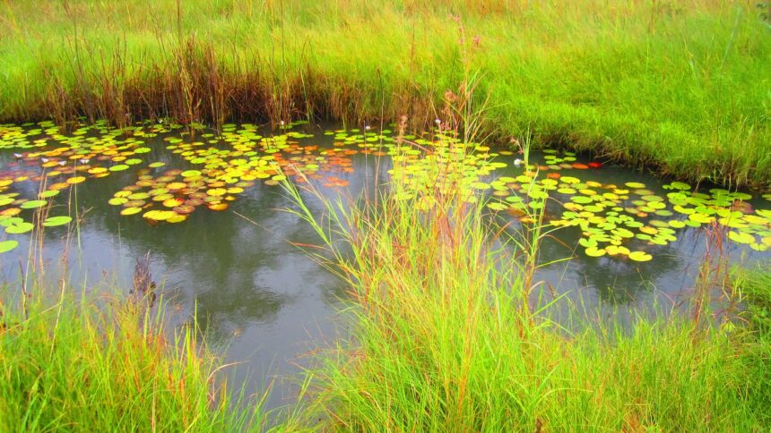 Protection Of Wetlands And Sensitive Water Bodies Under Local Authorities