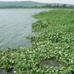 CONTROL OF THE SPREAD OF HYACINTH WATER WEED IN WATER BODIES