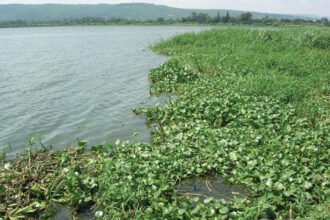 CONTROL OF THE SPREAD OF HYACINTH WATER WEED IN WATER BODIES