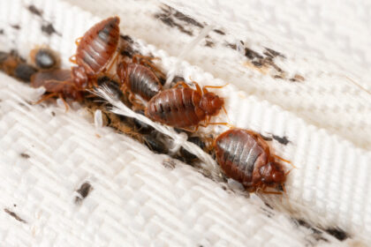 Council Issues Eviction Warning to Mbare Residents Amid Bedbug Crisis