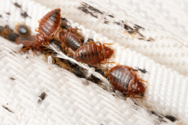 Council Issues Eviction Warning to Mbare Residents Amid Bedbug Crisis