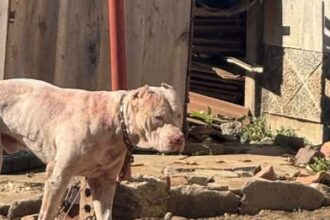 Man Killed by Pitbull Weeks After Harare Mayor’s Warning