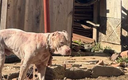 Man Killed by Pitbull Weeks After Harare Mayor’s Warning
