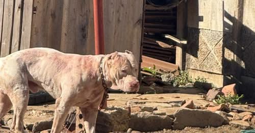 Man Killed by Pitbull Weeks After Harare Mayor’s Warning